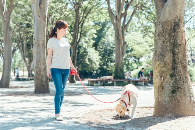 犬を散歩する女性