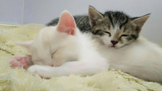眠る二匹の子猫